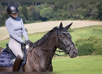 Trakehner, Merrie, 6 Jaar, 169 cm, Zwart