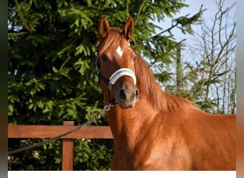 Trakehner, Merrie, 6 Jaar, 170 cm, Vos