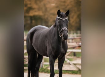 Trakehner, Merrie, 6 Jaar, 170 cm, Zwart