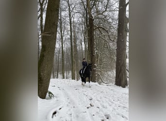 Trakehner, Merrie, 6 Jaar, 170 cm, Zwart