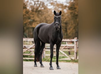 Trakehner, Merrie, 6 Jaar, 170 cm, Zwart