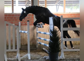 Trakehner, Merrie, 6 Jaar, 170 cm, Zwart