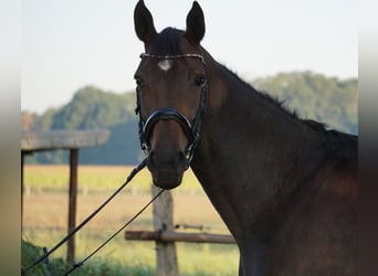 Trakehner, Merrie, 6 Jaar, 173 cm, Donkerbruin