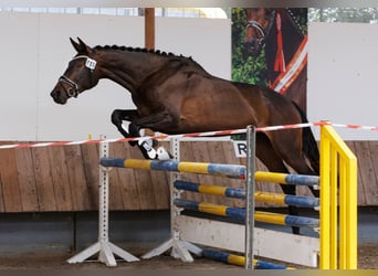 Trakehner, Merrie, 6 Jaar, 174 cm, Zwartbruin