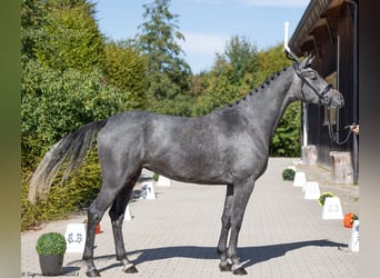 Trakehner, Merrie, 6 Jaar, Schimmel