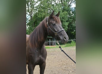 Trakehner, Merrie, 6 Jaar, Zwart