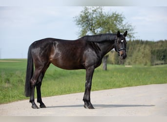 Trakehner, Merrie, 6 Jaar, Zwartbruin
