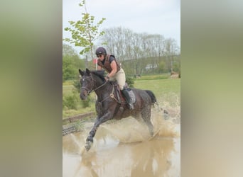 Trakehner, Merrie, 6 Jaar, Zwartbruin