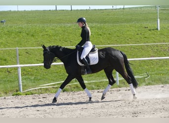 Trakehner, Merrie, 6 Jaar, Zwartbruin