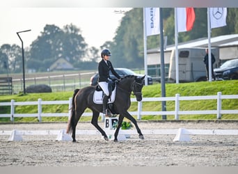 Trakehner, Merrie, 7 Jaar, 164 cm, Zwartbruin