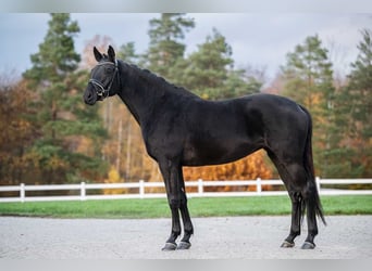 Trakehner, Merrie, 7 Jaar, 164 cm, Zwartbruin