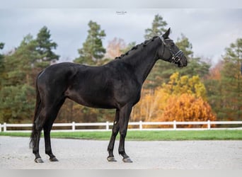 Trakehner, Merrie, 7 Jaar, 164 cm, Zwartbruin