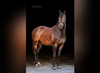 Trakehner, Merrie, 7 Jaar, 166 cm, Bruin