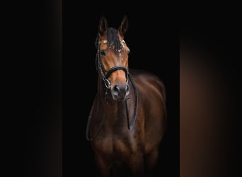 Trakehner, Merrie, 7 Jaar, 166 cm, Donkerbruin