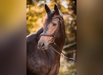 Trakehner, Merrie, 7 Jaar, 166 cm, Donkerbruin