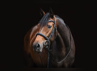 Trakehner, Merrie, 7 Jaar, 166 cm, Donkerbruin