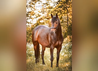 Trakehner, Merrie, 7 Jaar, 166 cm, Donkerbruin