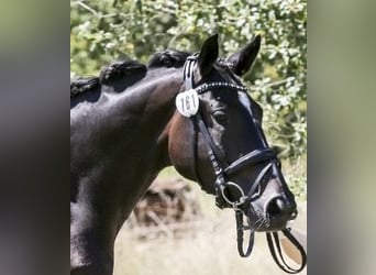 Trakehner, Merrie, 7 Jaar, 167 cm, Zwartbruin