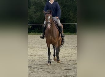 Trakehner, Merrie, 7 Jaar, 168 cm, Bruin