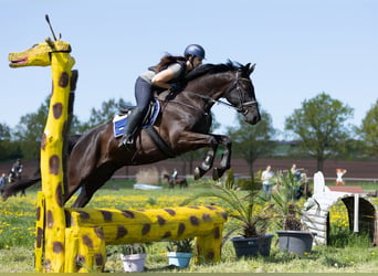 Trakehner, Merrie, 7 Jaar, 168 cm, Zwart