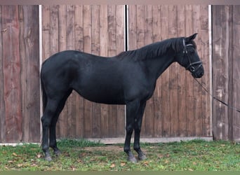 Trakehner, Merrie, 8 Jaar, 158 cm, Roodbruin