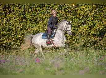 Trakehner, Merrie, 8 Jaar, 166 cm, Schimmel