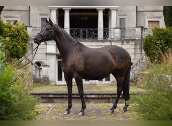 Trakehner, Merrie, 8 Jaar, 170 cm, Zwartbruin