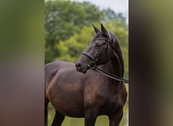 Trakehner, Merrie, 8 Jaar, 170 cm, Zwartbruin