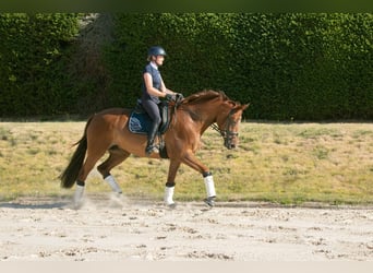 Trakehner, Merrie, 8 Jaar, 171 cm, Vos