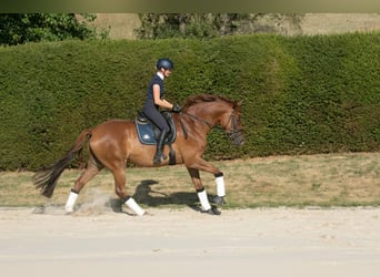 Trakehner, Merrie, 8 Jaar, 171 cm, Vos
