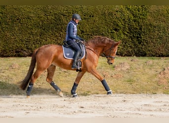 Trakehner, Merrie, 8 Jaar, 171 cm, Vos
