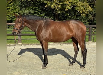 Trakehner, Merrie, 8 Jaar, 172 cm, Bruin