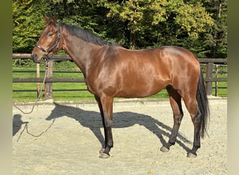 Trakehner, Merrie, 8 Jaar, 172 cm, Bruin