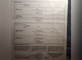 Trakehner, Merrie, 8 Jaar, Gevlekt-paard