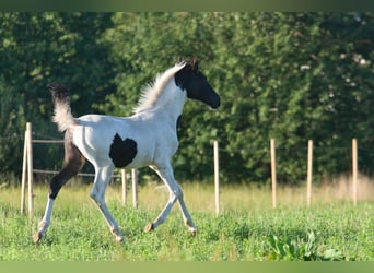 Trakehner, Merrie, 8 Jaar, Gevlekt-paard