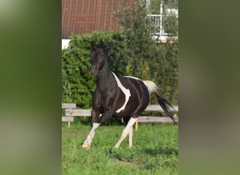Trakehner, Merrie, 8 Jaar, Gevlekt-paard