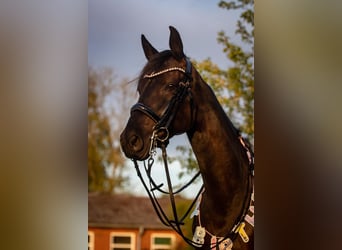 Trakehner, Merrie, 9 Jaar, 162 cm, Zwart