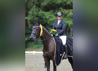 Trakehner, Merrie, 9 Jaar, 162 cm, Zwart