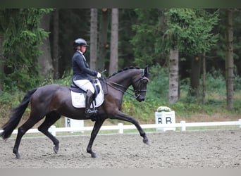 Trakehner, Merrie, 9 Jaar, 162 cm, Zwart