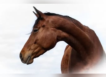 Trakehner, Merrie, 9 Jaar, 165 cm, Bruin