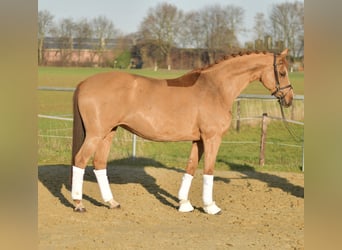 Trakehner, Merrie, 9 Jaar, 165 cm, Vos