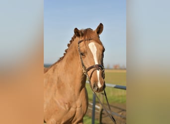 Trakehner, Merrie, 9 Jaar, 165 cm, Vos