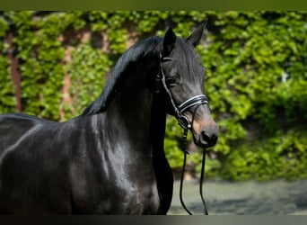 Trakehner, Merrie, 9 Jaar, 165 cm, Zwartbruin