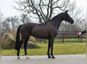 Trakehner, Merrie, 9 Jaar, 166 cm, Zwart