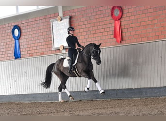 Trakehner, Merrie, 9 Jaar, 166 cm, Zwart