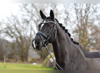 Trakehner, Merrie, 9 Jaar, 166 cm, Zwart