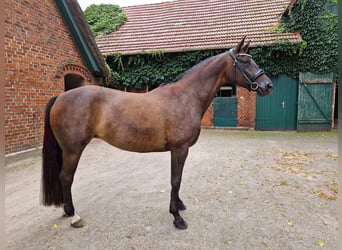Trakehner, Merrie, 9 Jaar, 166 cm, Zwartbruin