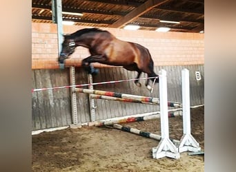 Trakehner, Merrie, 9 Jaar, 166 cm, Zwartbruin