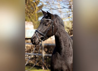 Trakehner, Merrie, 9 Jaar, 168 cm, Zwart