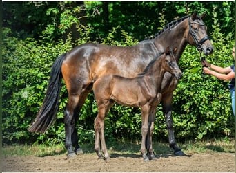 Trakehner, Merrie, 9 Jaar, 170 cm, Donkerbruin